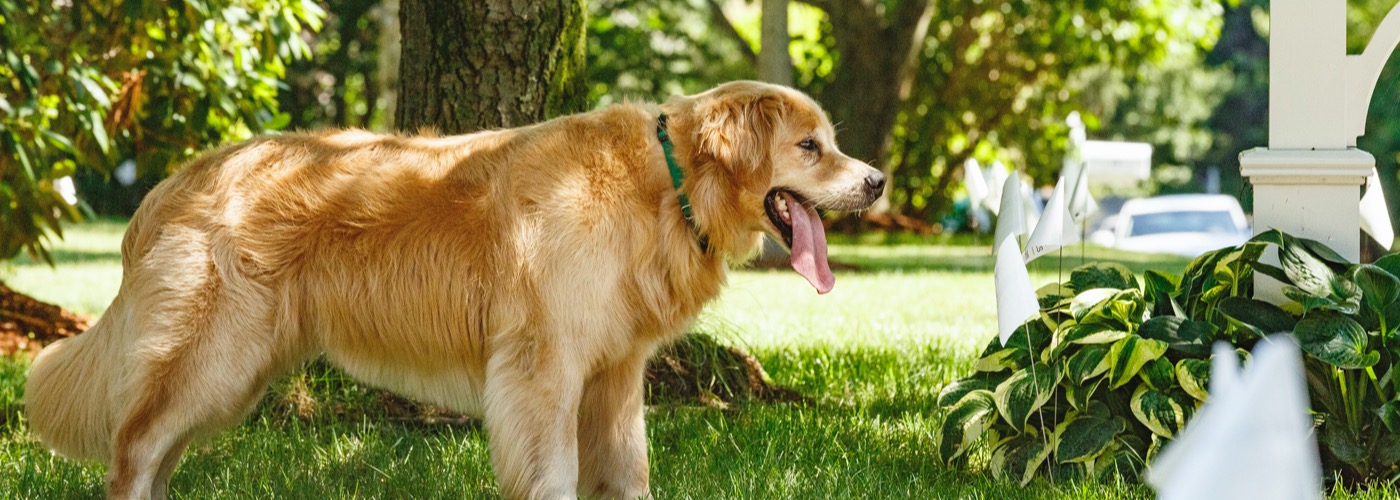 Dogwatch Jamaica, Jamaica,  | Outdoor Hidden Dog Fences Slider Image